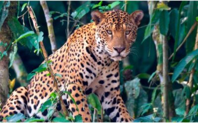 Albergue Zoológico el Jaguar