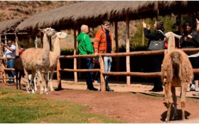 Awana kancha: Parque de Camélidos Sudamericanos en Cusco