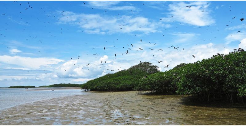 manglares-de-puerto-pizarro