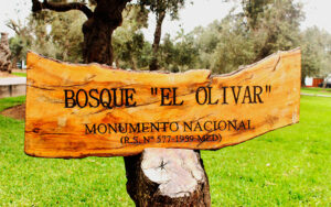 Monumento Nacional Bosque El Olivar